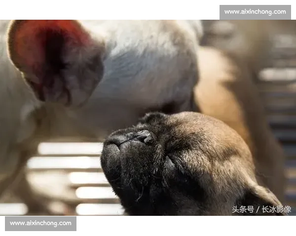 超治愈金毛犬赛场高光时刻合集看完忍不住想立刻养一只回家的温暖冲动